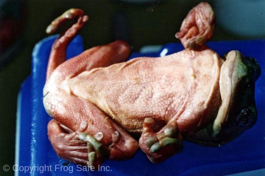 Terminal case of Chytrid showing ventral discolouration and head tilt